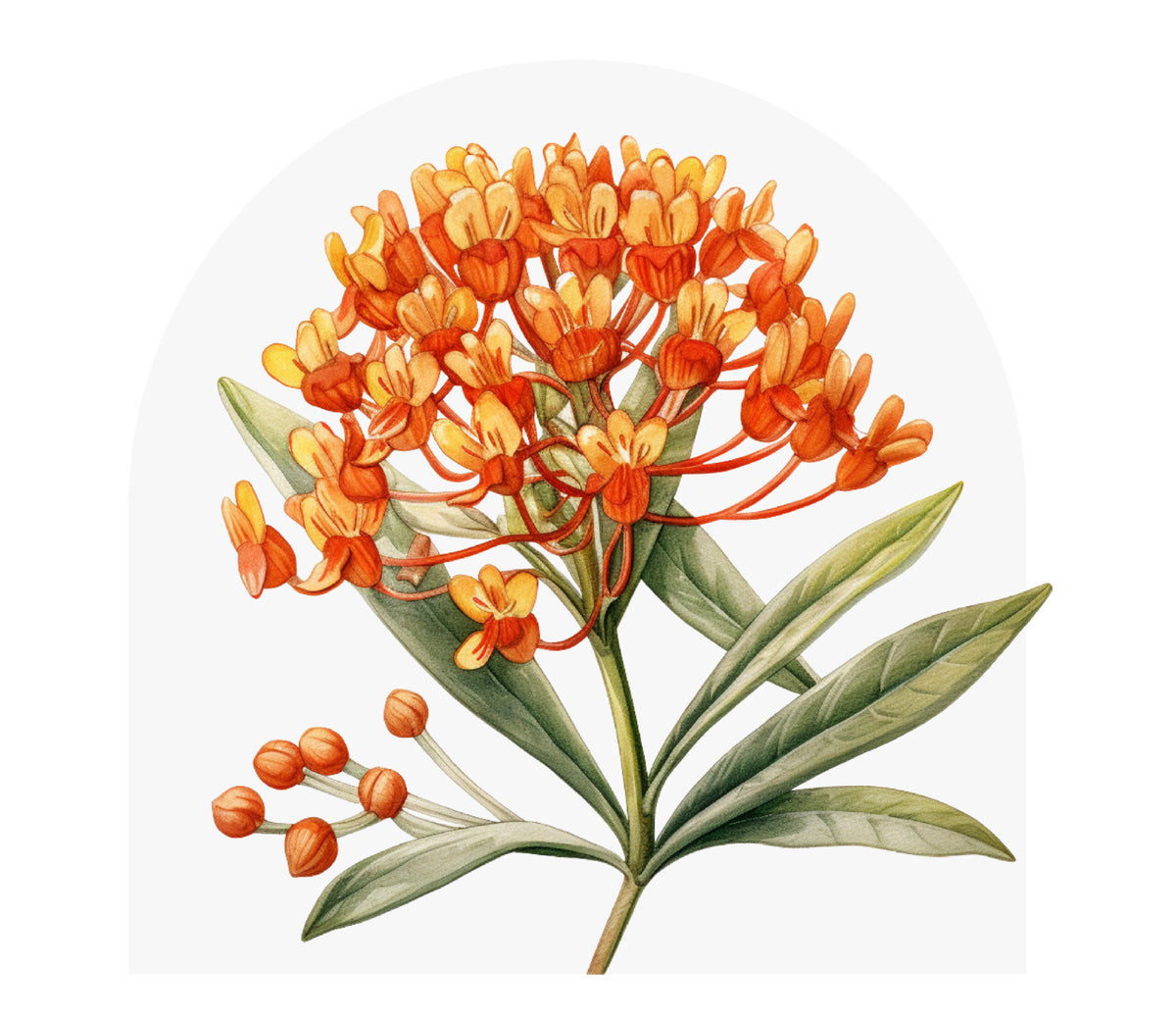 Illustration of Orange Asclepia milkweed flowers